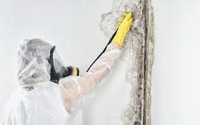 Reliable Kapaau, HI Mold Prevention & Removal  Solutions